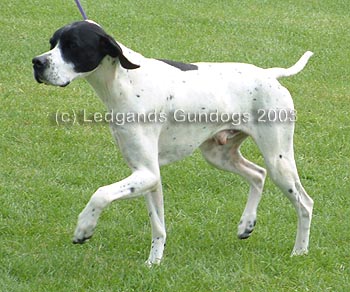 3rd Limit Dog